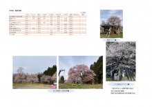 ４月１３日（火）桜開花情報：画像