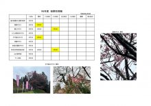 令和6年度さくら開花情報：画像