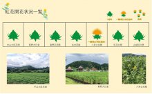 令和4年度　白鷹町紅花開花情報：画像