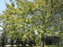 【５/8御衣黄桜開花情報】：画像