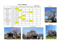 令和6年度さくら開花情報：画像