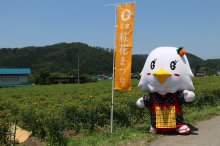 「第２３回 白鷹紅花まつり」閉幕：画像