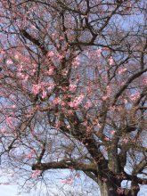 称名寺のサクラ:画像