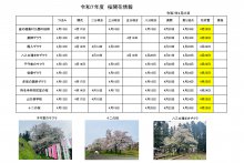 4.25開花情報：画像