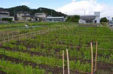 〜2016.6.2 本日の白鷹町〜：画像