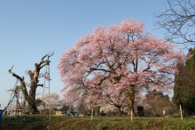 釜の越さくらがNHKに!:画像