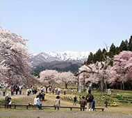 釜ノ越サクラ