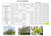 4.30開花情報：画像