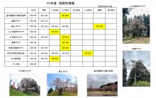 4.18開花情報：画像