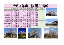 令和4年度　白鷹町さくら開花情報：画像