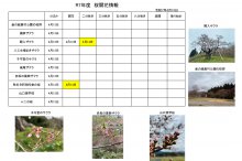 4.15開花情報：画像
