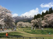 現在の釜の越薬師さくらまつり会場:画像