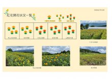 令和4年度　白鷹町紅花開花情報：画像