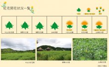 2021.7.2 紅花畑：画像