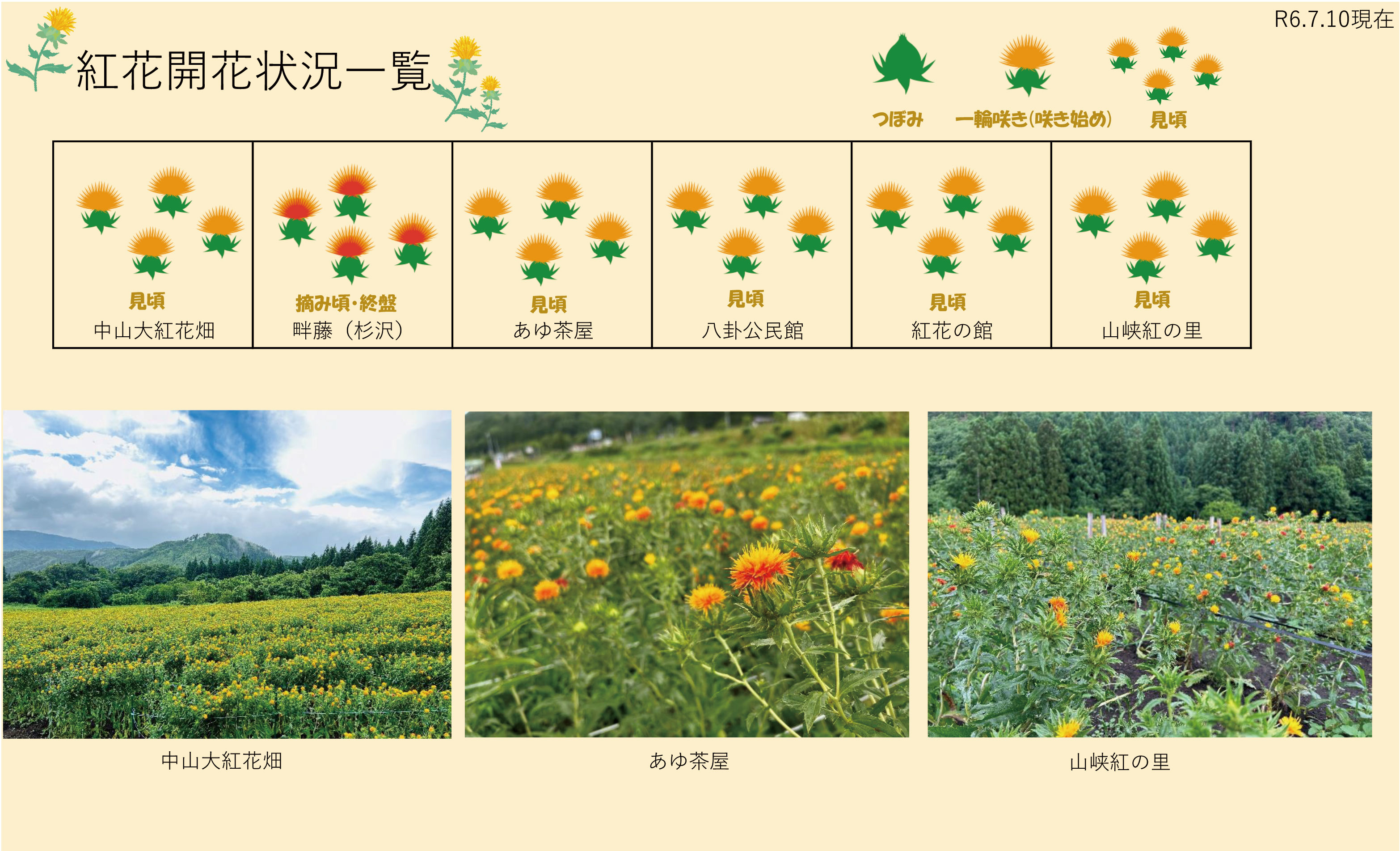 令和6年度 紅花畑開花一覧 7/10：画像