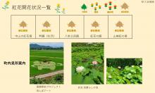 令和7年 紅花畑開花一覧7/23：画像