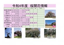 令和4年度　白鷹町さくら開花情報：画像