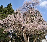 後庵ザクラ