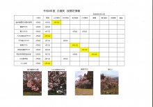 4/10開花情報：画像