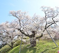 殿入ザクラ