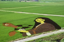 田んぼアート：画像