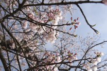 2018/4/12 桜の開花状況:画像