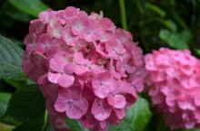 〜2016.7.6. 雨の紫陽花〜：画像