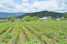 紅花開花状況です：画像