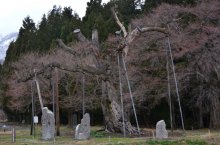 【しらたか古典桜開花情報】:画像