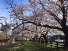 スポーツ公園見頃です:画像
