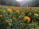 第26回白鷹紅花まつり中止のお知らせ：画像