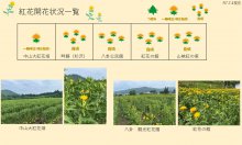 令和7年 紅花畑開花一覧7/4：画像