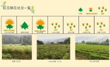 令和5年度紅花畑開花一覧：画像