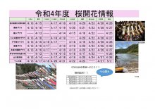 令和4年度　白鷹町さくら開花情報：画像