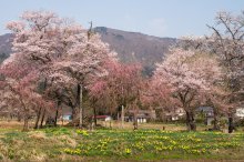 2018/4/20 桜の開花状況:画像