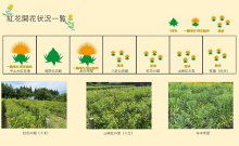 令和5年度紅花畑開花一覧：画像