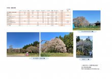 ４月21日（水）桜開花情報：画像