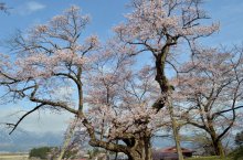 さくら開花状況(4/20現在):画像