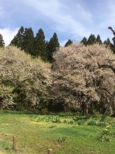 【令和元年5月1日 古典桜開花情報】:画像