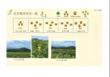 令和7年 紅花畑開花一覧7/7：画像