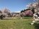 4/23 桜の開花状況：画像