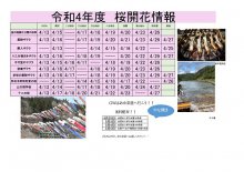 令和4年度　白鷹町さくら開花情報：画像