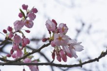 2017/4/18 桜　開花状況：画像
