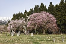 2018/4/17 桜の開花状況:画像