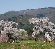 十二の桜