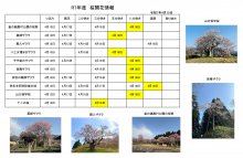 4.19開花情報：画像
