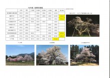 4月13日桜開花情報：画像
