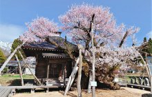 【しらたか古典桜の里さくらまつりの中止について】：画像