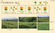 令和6年度 紅花畑開花一覧 7/2：画像