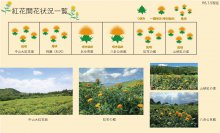令和6年度 紅花畑開花一覧 7/5：画像